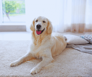 Golden retriever resting on clean carpets